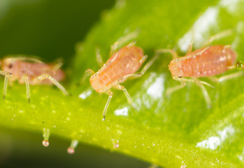 small aphid on a green leaf in the open air