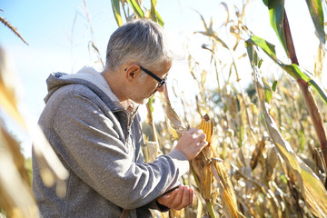 Agronomist in corn field testing quality of cereals © goodluz