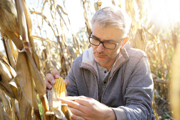 Agronomist in corn field testing quality of cereals © goodluz