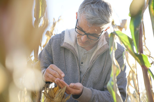 Agronomist in corn field testing quality of cereals