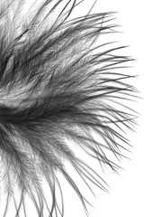 gray feathers on a white background