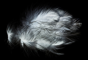 Obraz premium white feather on a black background