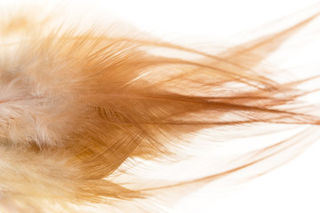 brown feathers on a white background