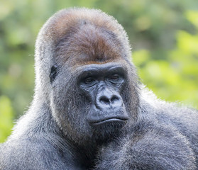 Close up of a male Western Gorilla