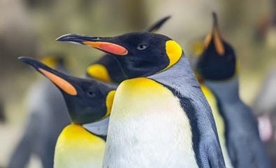 Close-up view of a King penguin (Aptenodytes patagonicus)