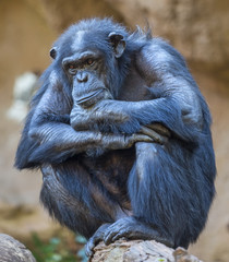 Naklejka premium Close up of an old Chimpanzee