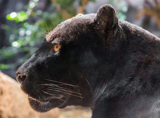 Close-up view of a black Jaguar (Panthera onca)
