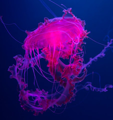 Close-up view of a Pink jellyfish (Pelagia noctiluca)