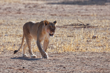 Löwin im Kgalagadi Transfrontier Nationalpark