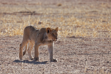 Junger Löwe im Kgalagadi Transfrontier Nationalpark