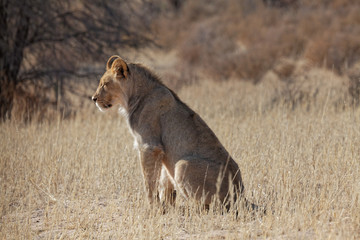 Junger Löwe im  Kgalagadi Transfrontier Nationalpark