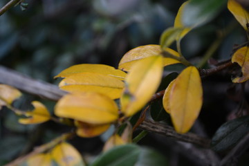 Herbst Gelbe Blätter