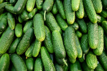 a large number of cucumbers
