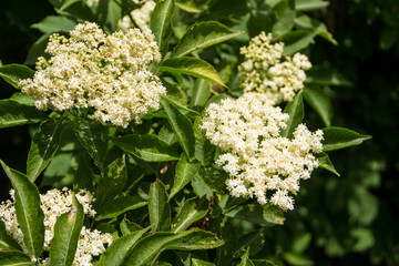 White elder blossom (Sambucus nigra)