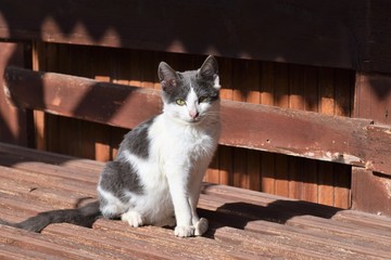 Fototapety na wymiar - Fototapeta24.pl