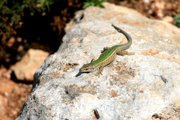 eidechse, reptil, tier, malta, green