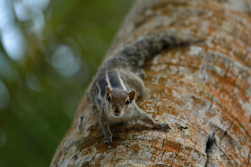 Squirrel in Bentota, Sri Lanka