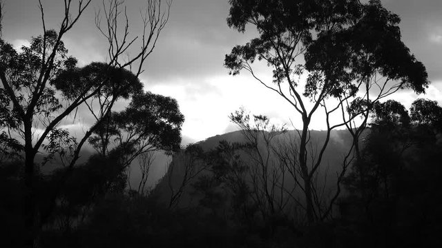 Black and white trees in the mountains and cliffs during sunset, skyline.