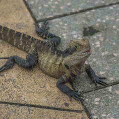 Water Dragon    Physignathus lesueurii.