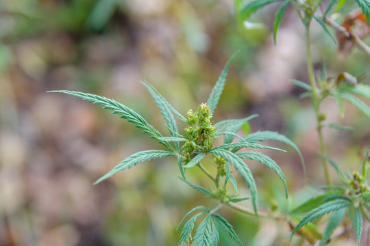 Closeup of cannabis plant on summer