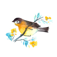 Watercolor bird - Robin. Colorful water color illustration. Isolated on the white background.