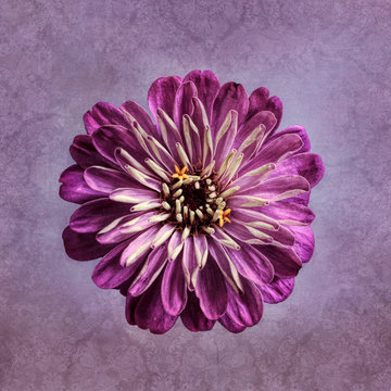 Purple Zinnia, textured background