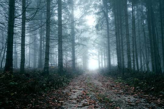 Scary blue colored dark foogy forest landscape.