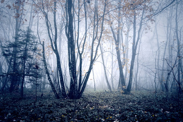 Mysterious morning foggy forest tree landscape.