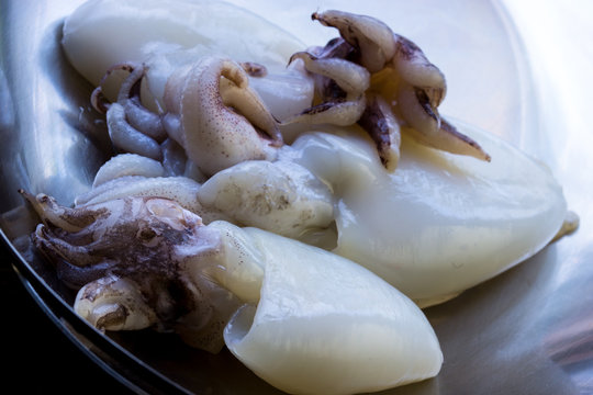 Forbesi, Sepia, Tintenfisch in einer Schale