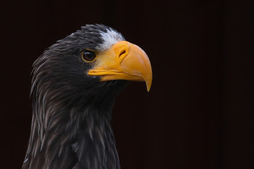Riesenseeadlerportrait