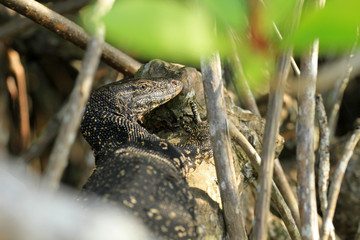 Monitor lizard, Hikkaduwa lake, Sri Lanka