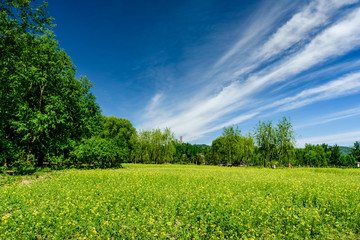 Field of spring grass and perfect sky.