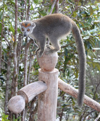 Kronenmaki in Madagaskar