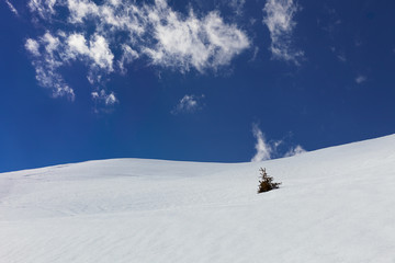 Little pine tree stick out of snowy hillside in Alps mountains with blue sky and white fleecy clouds in background at ski resort in march month
