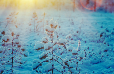 Winter snowy forest at sunset.