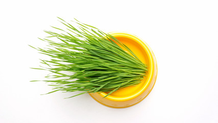 wheatgrass plant in a cat bowl on a white background.