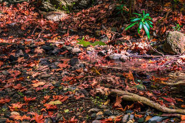 Beautiful scenery of  colorful foliage.Perfect background of fallen autumn leaves.