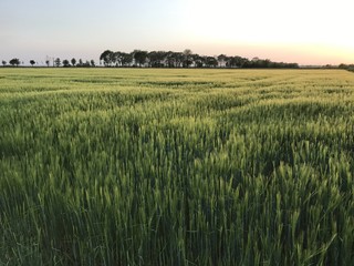 Barley field on the sunset
