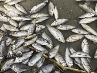Polluted lake with poisoned fish