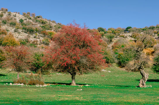 Amazing landscape with colorful trees, green field and rocky hill.Typical cretan scene.