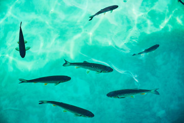 Fishes in clear turquoise water..jpg