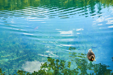 The duck swims in the clear water of a mountain lake. Plitvit lakes. Croatia..jpg
