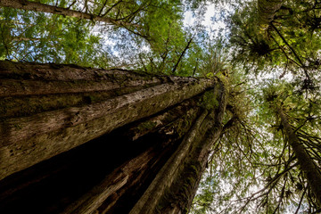 Fototapeta premium Mächtige Bäume im Avatar Grove bei Port Renfrew auf Vancouver Island, British Columbia, Kanada.