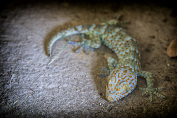 Gekko is a genus of colorful and diverse Southeast Asian geckos commonly known as true geckos or calling geckos