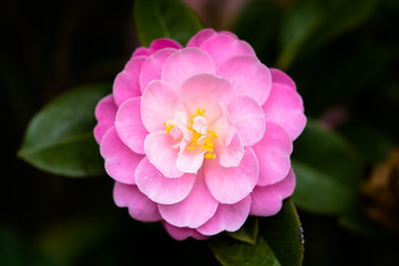 Fototapeta premium Camellia Flower