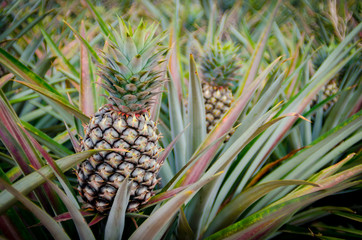 Fototapeta premium Pineapple fruit in farm