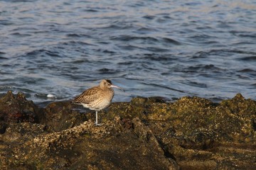 Whimbrel (Numenius phaeopus) on volcanic rocks of the Atlantic coast