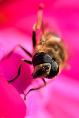 Mistbiene Auge in Auge