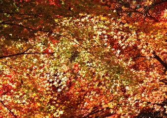 秋の背景

