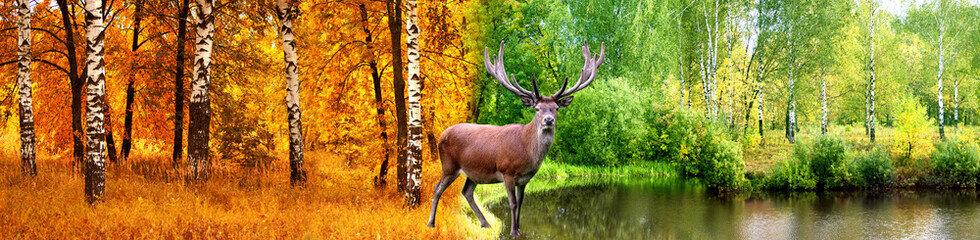 Naklejka na ściany i meble wild deer in time year nature